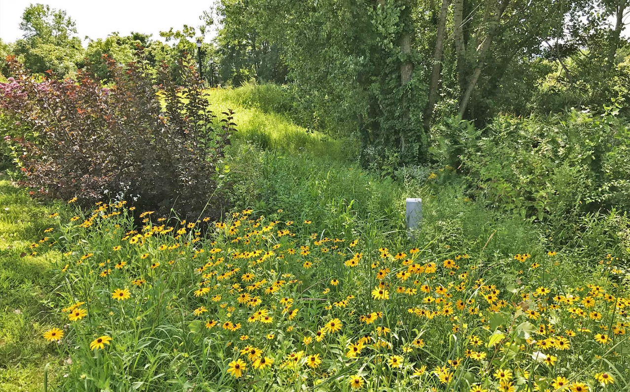 Shadley Associates Landscape Architecture: Everett Rivergreen Riverwalk