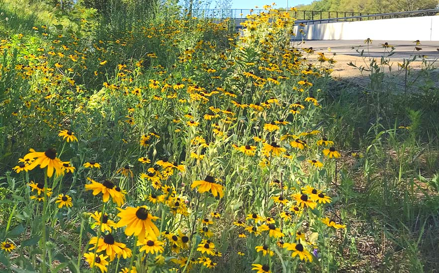 Shadley Associates Landscape Architecture: Whittier Bridge Highway Planting